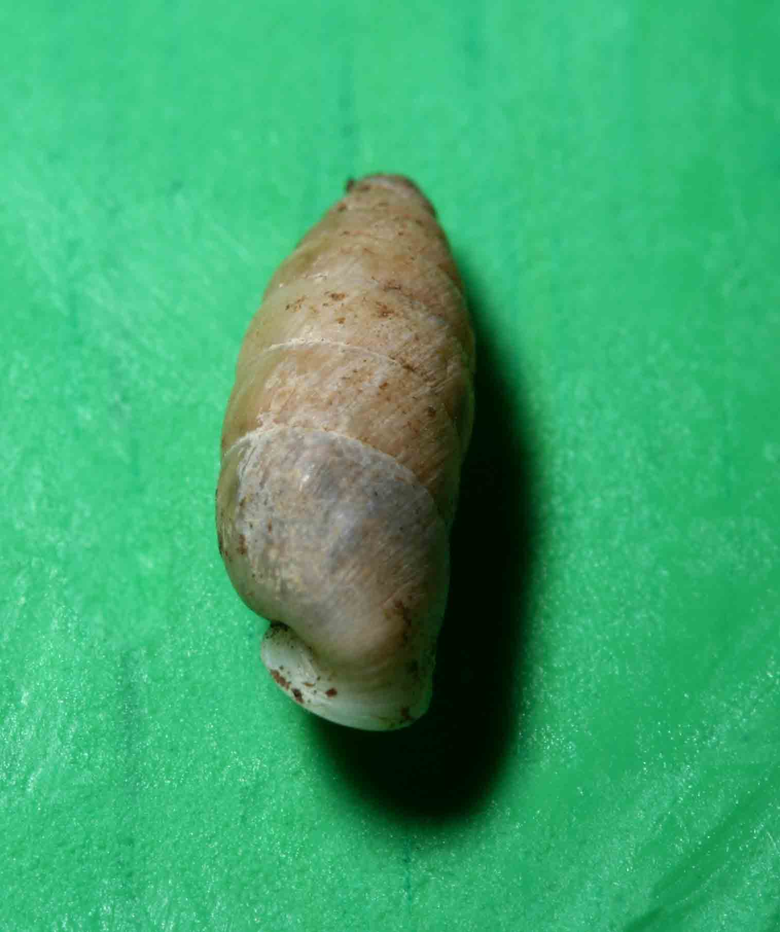 Jaminia quadridens (O.F.Muller,1774)Campo Imperatore (AQ)